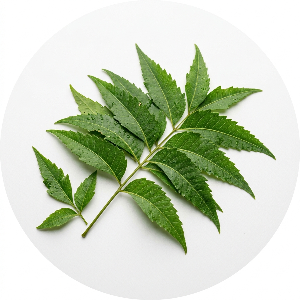 চুকা পালং