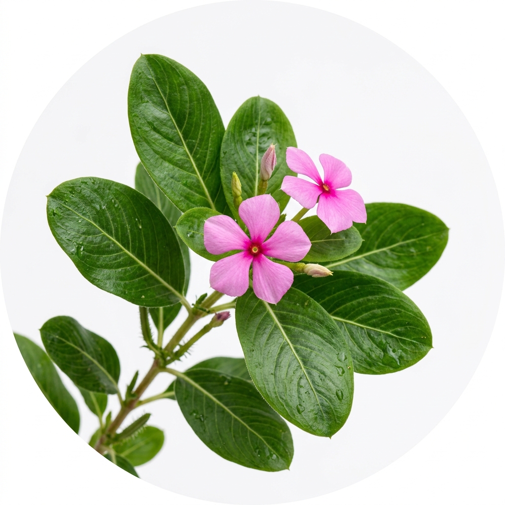সদাবাহার